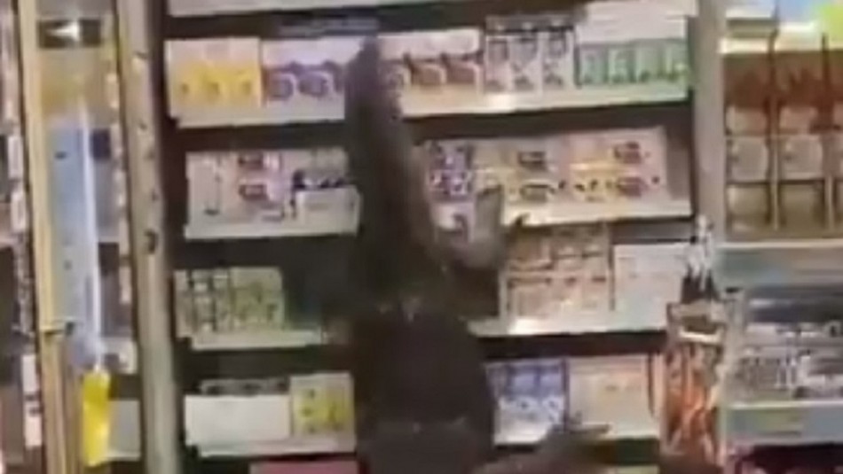 Lagarto de casi dos metros trepó estantería de una tienda para buscar comida Lagarto de casi dos metros trepó estantería de una tienda para buscar comida