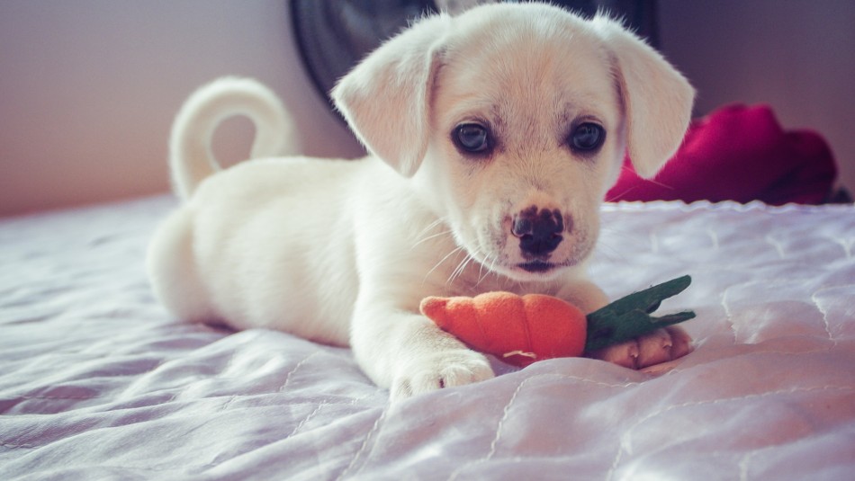 ¿Es recomendable darle comida casera a mi perro?: Mira lo que dicen los especialistas ¿Es recomendable darle comida casera a mi perro?: Mira lo que dicen los especialistas