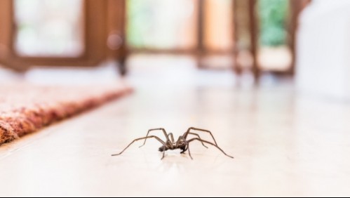 ¿Por qué a las arañas de rincón les gusta estar en nuestras casas? Esta es la respuesta de los expertos