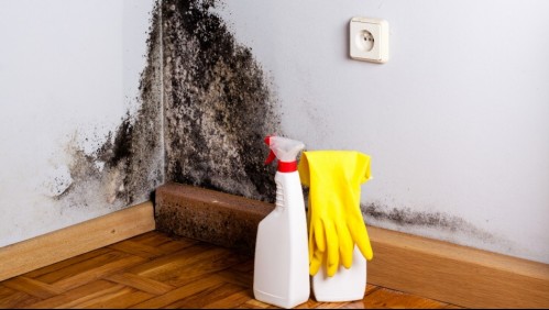 Estos son los peligros de no quitar el moho que puede crecer en tu casa