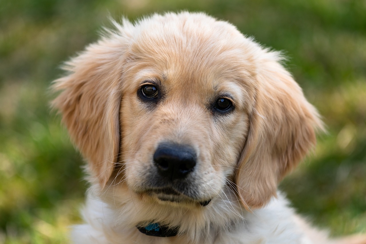 Golden retriever (Pixabay)