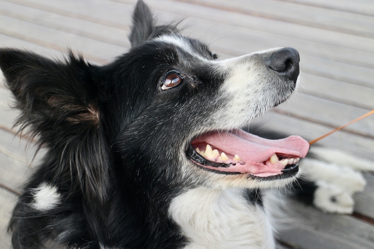 Border collie (Pixabay)