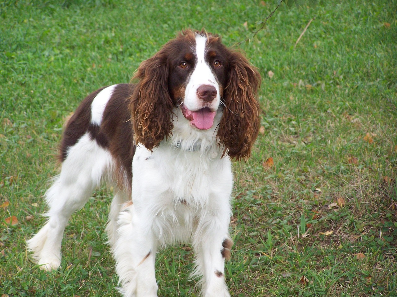 Springer spaniel inglés (Pixabay)