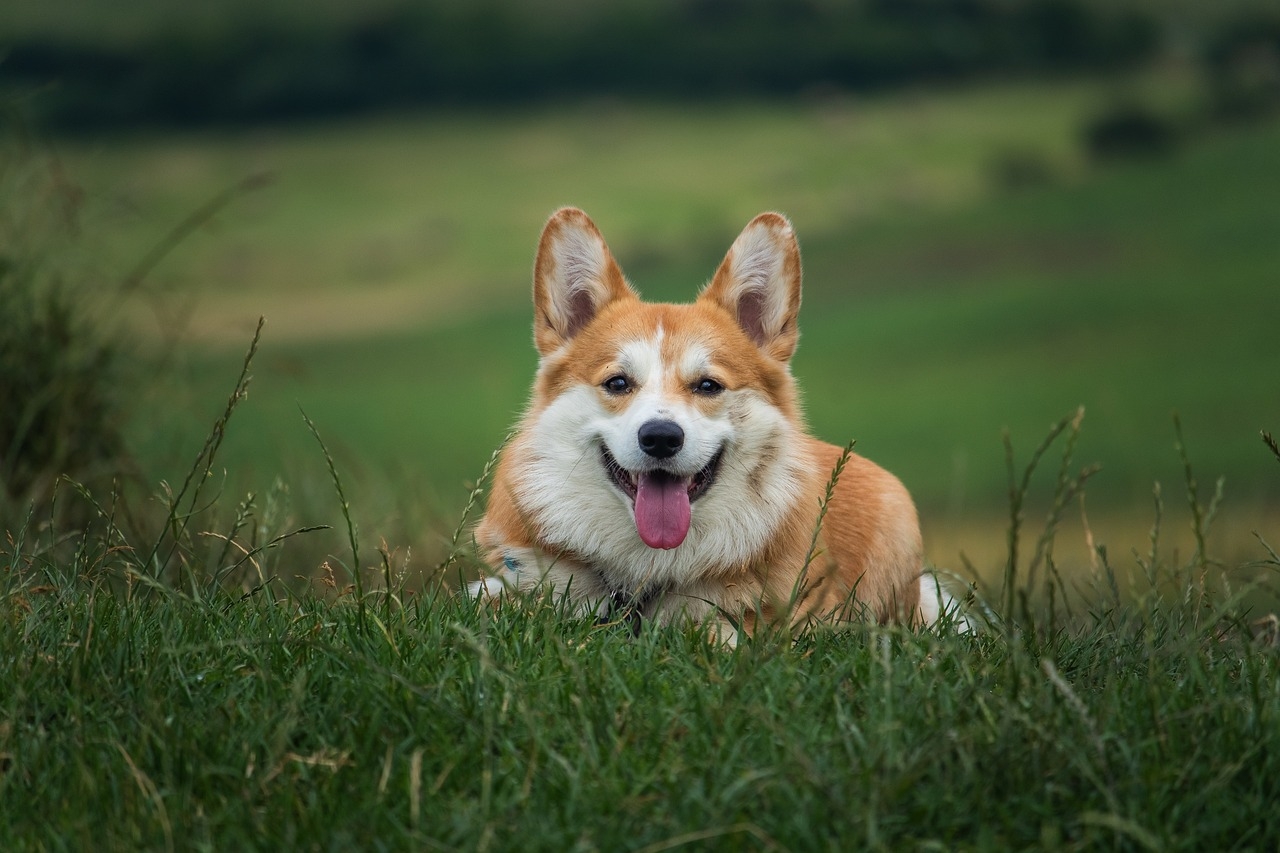 Corgi galés (Pixabay)