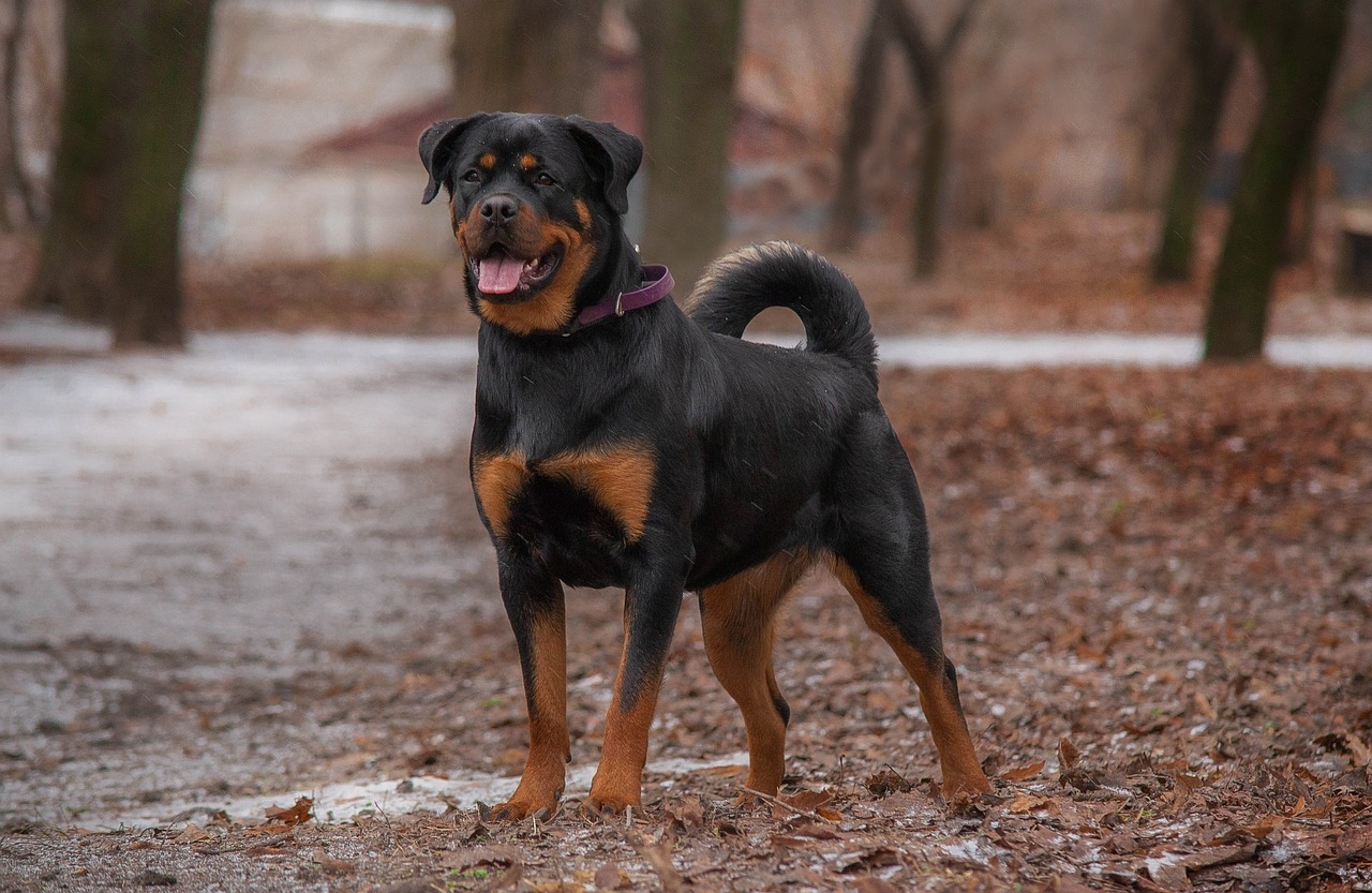 Rottweiler (Pixabay)