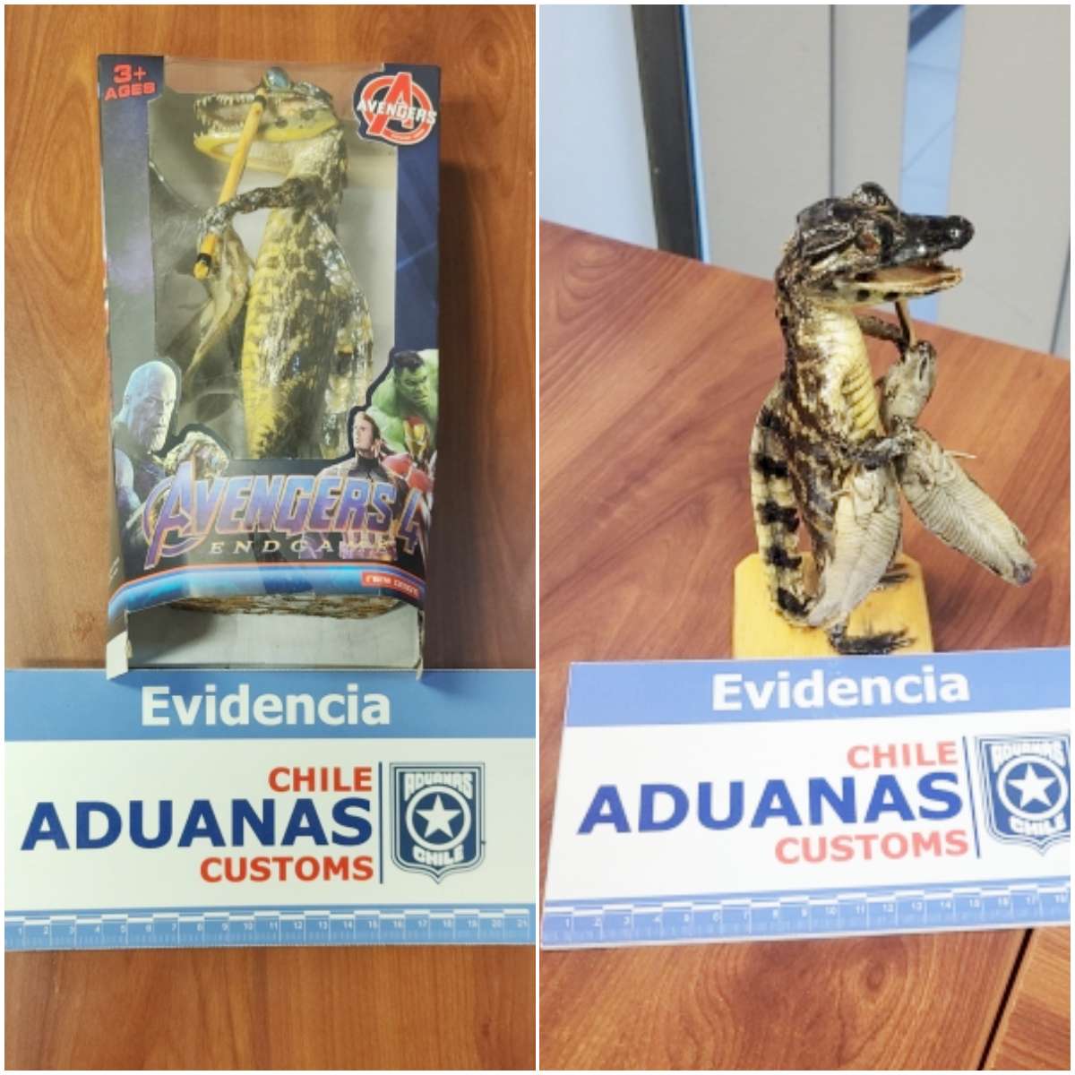 El Yacaré quedó a disposición del SAG / Aduanas