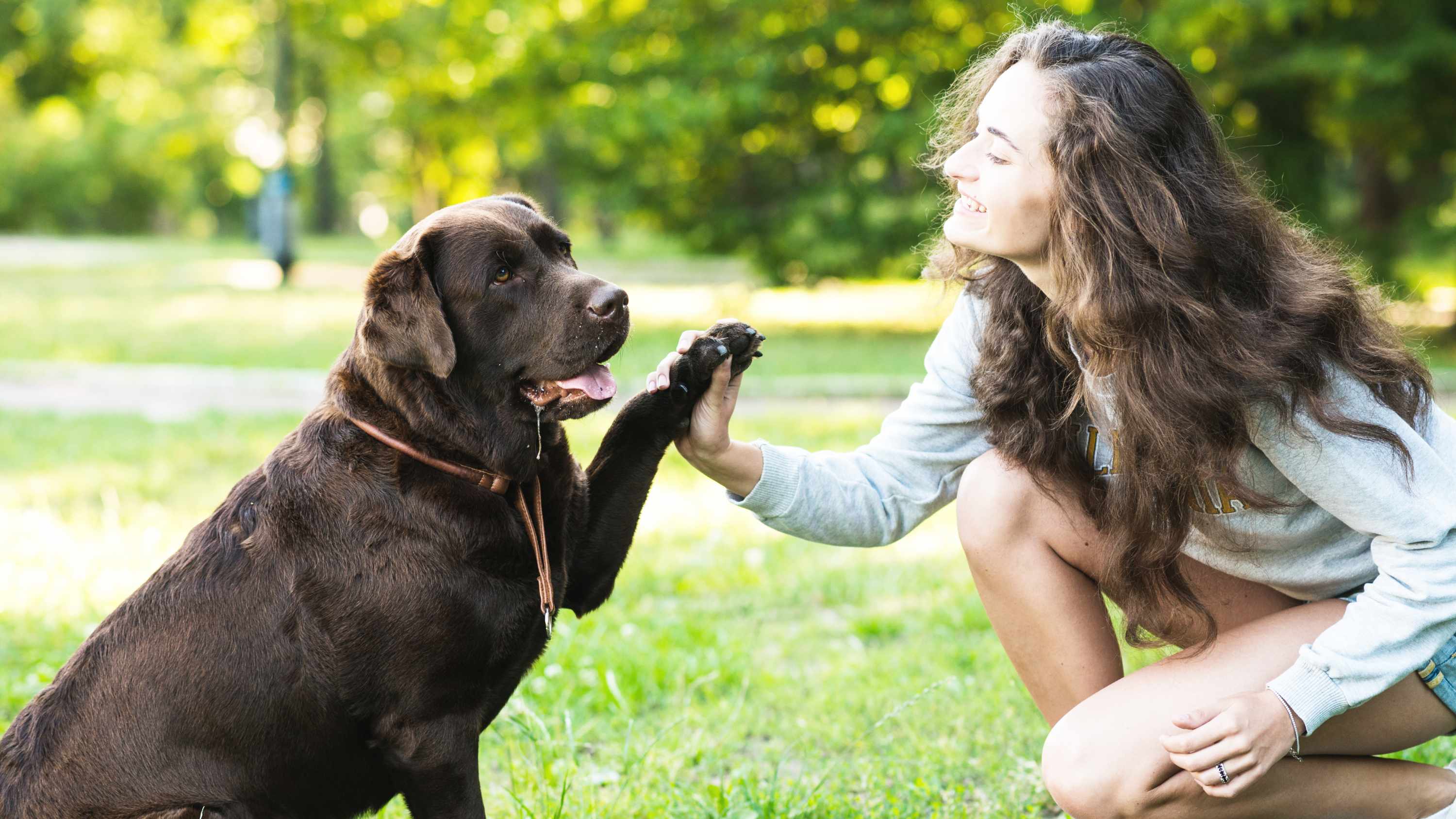 Protege a tu mascota del calor / Freepik