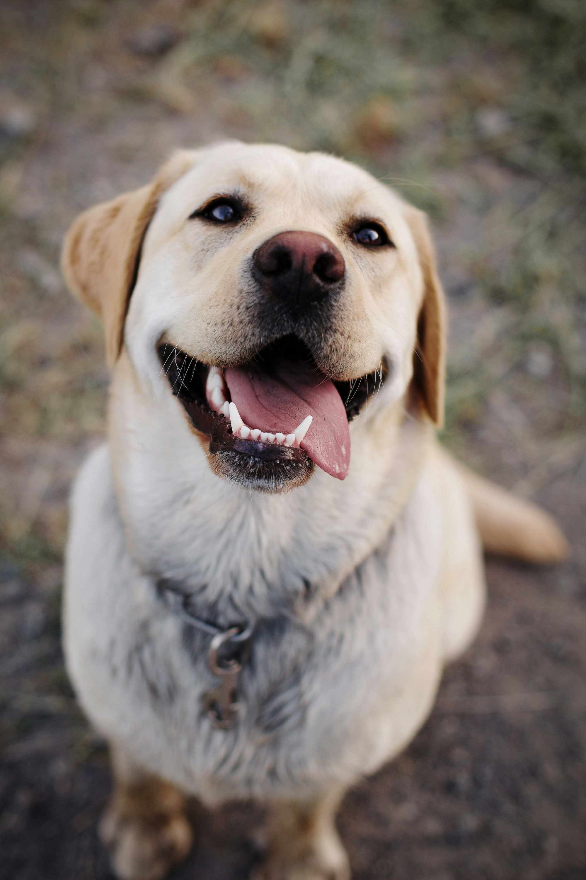 Perro Labrador