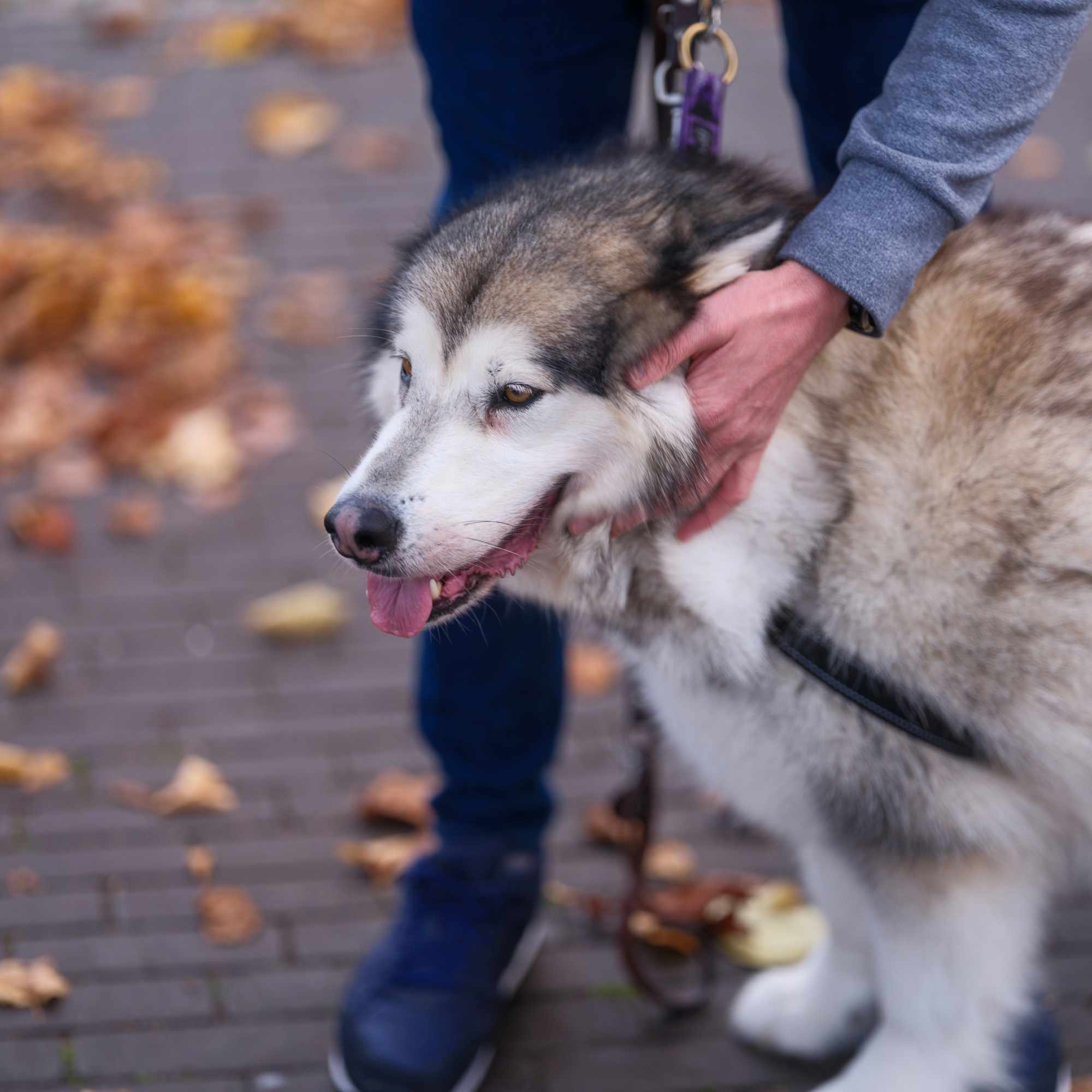 Malamute de Alaska