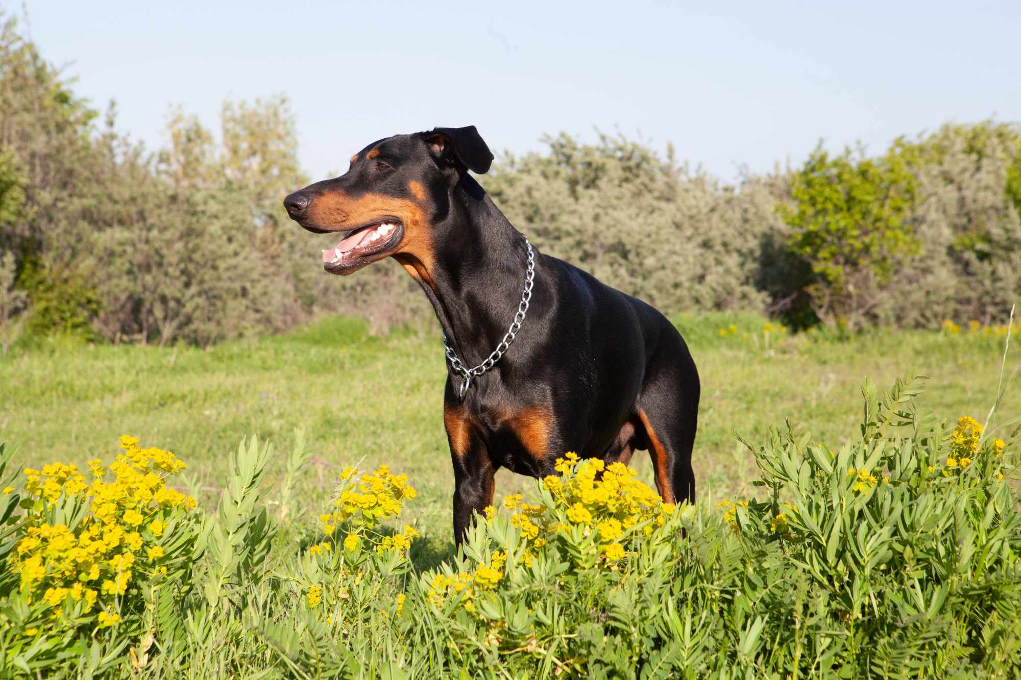 Doberman Pinscher
