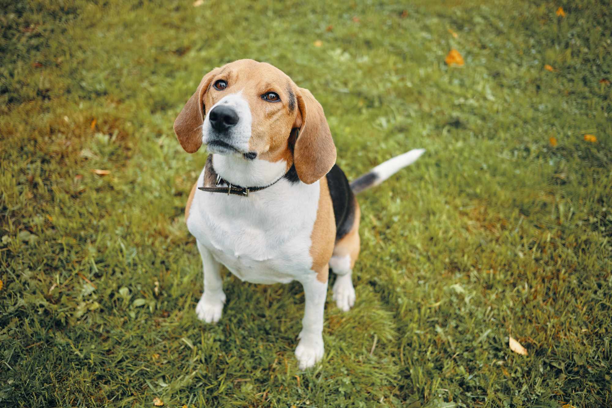 Beagle / Freepik