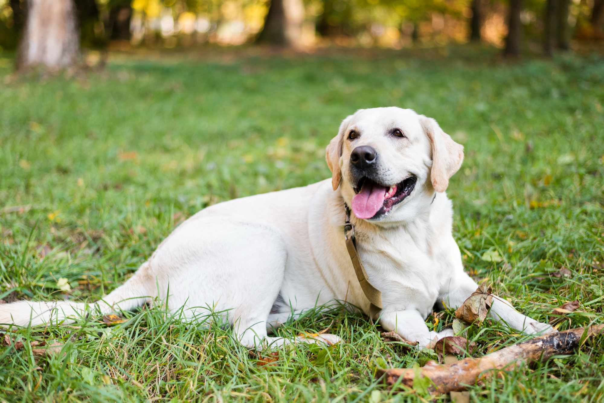 Labrador Retriever / Freepik