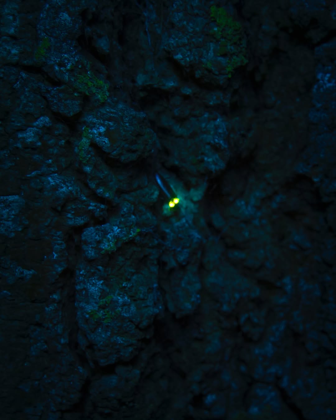 Así es un escarabajo bioluminiscente (Ladera Sur)