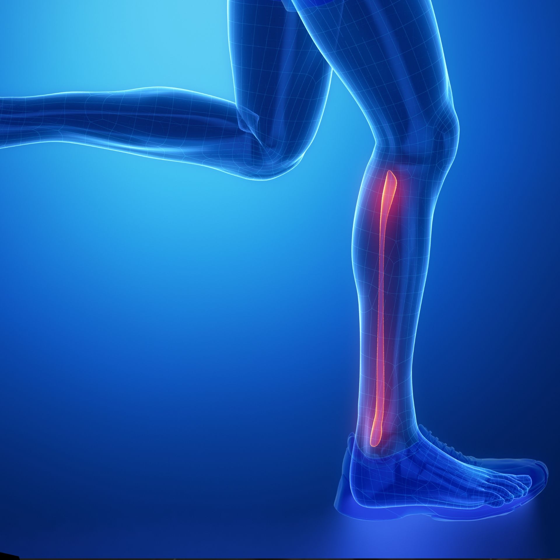 Peroné destacado en rojo