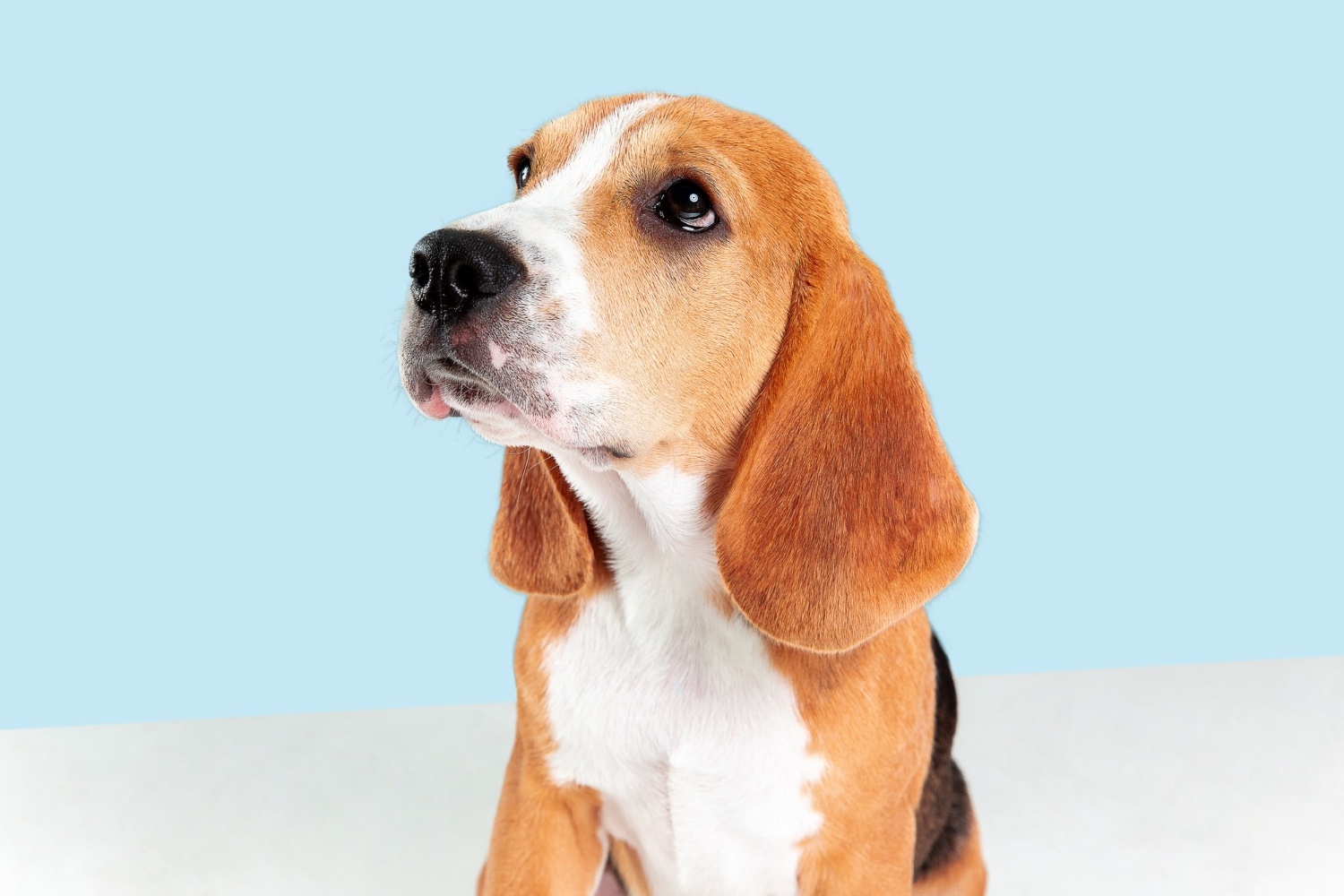 Beagle (Freepik)
