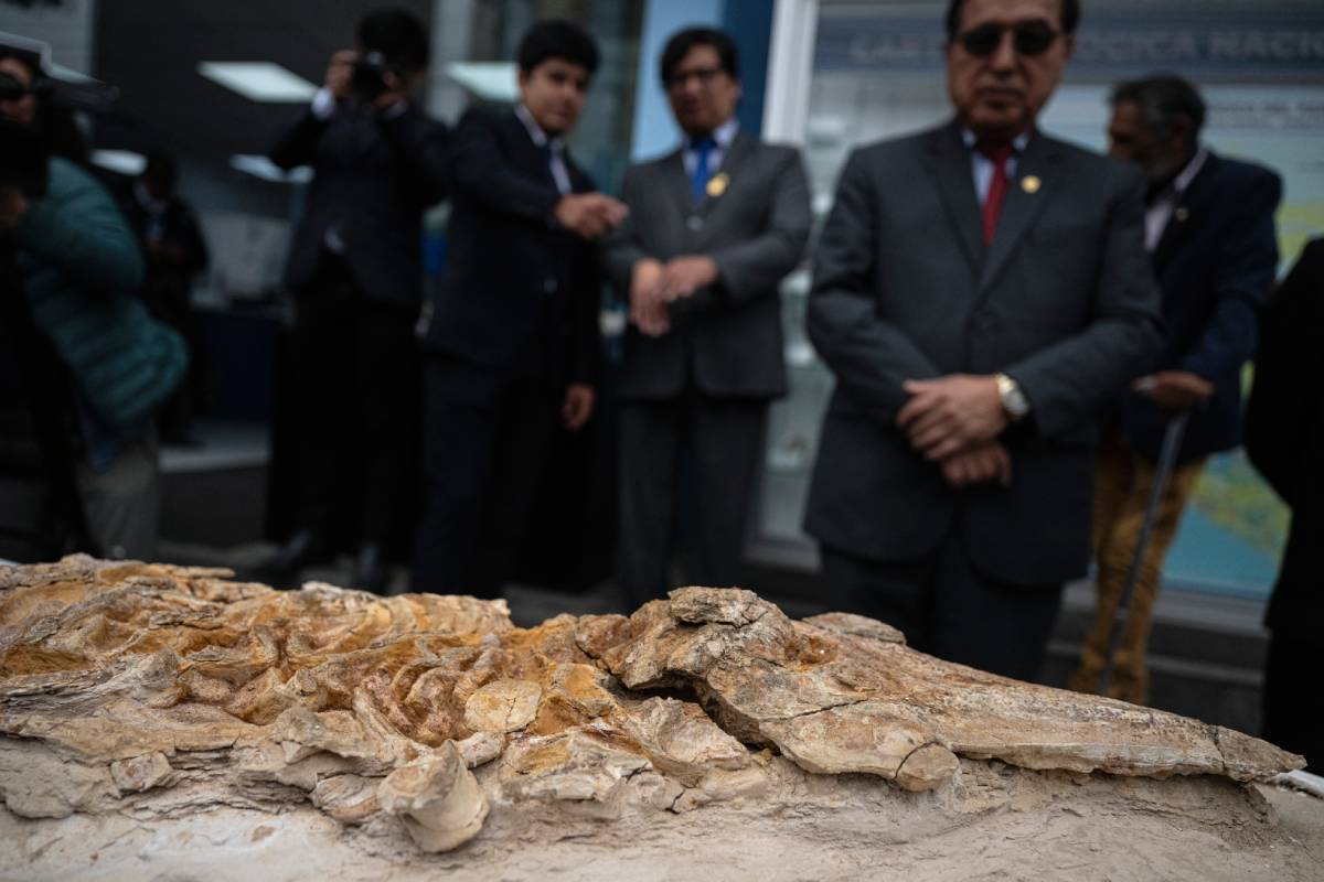 Esqueleto fósil de delfín en Perú