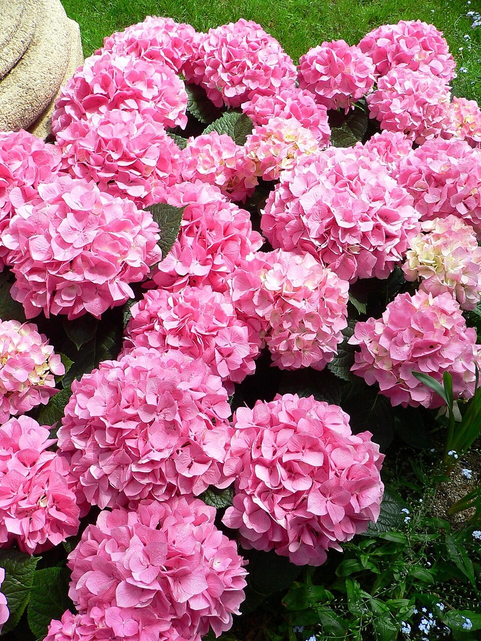 Hortensia (Wikipedia)