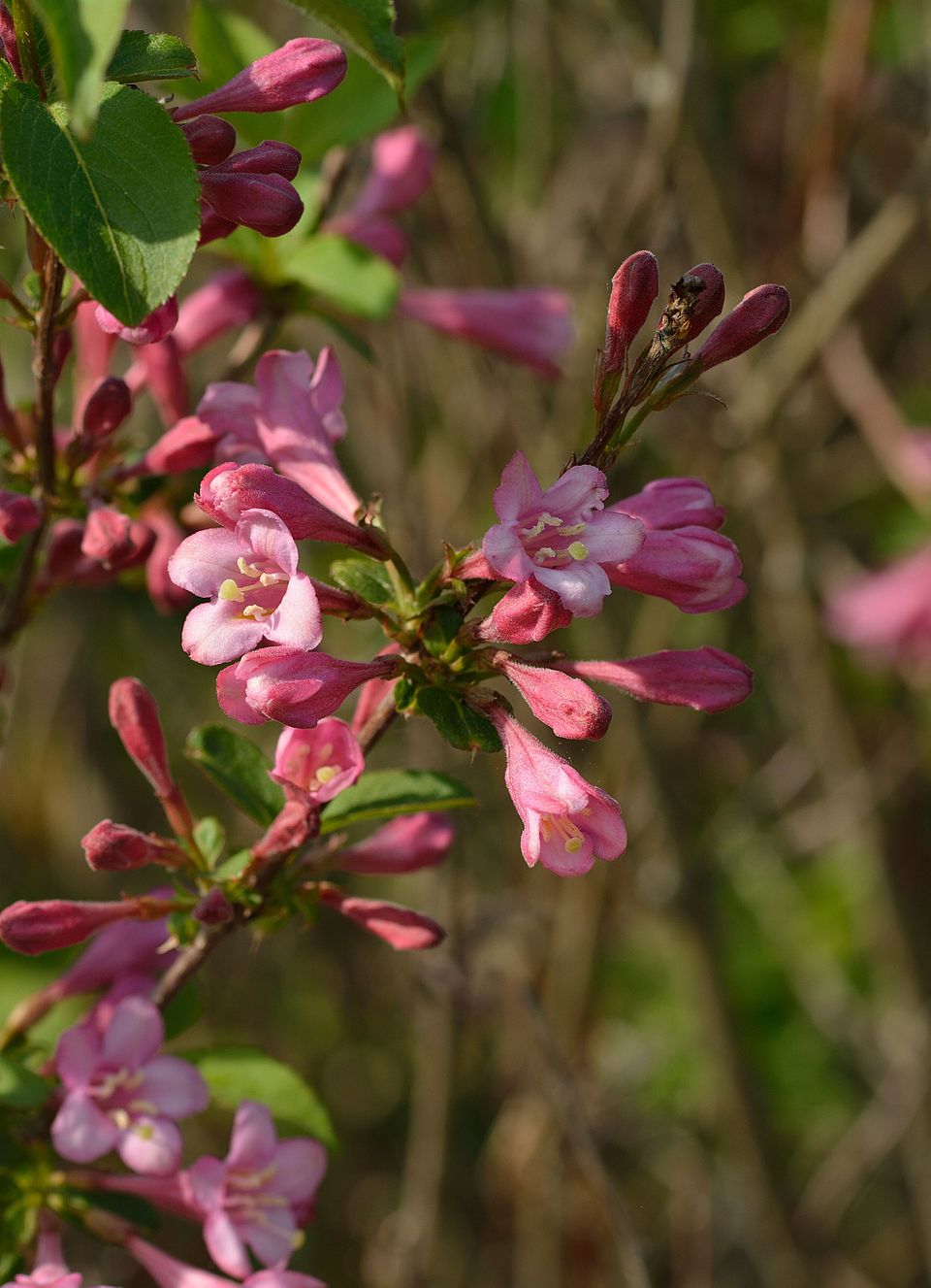 Weigela (Wikipedia)