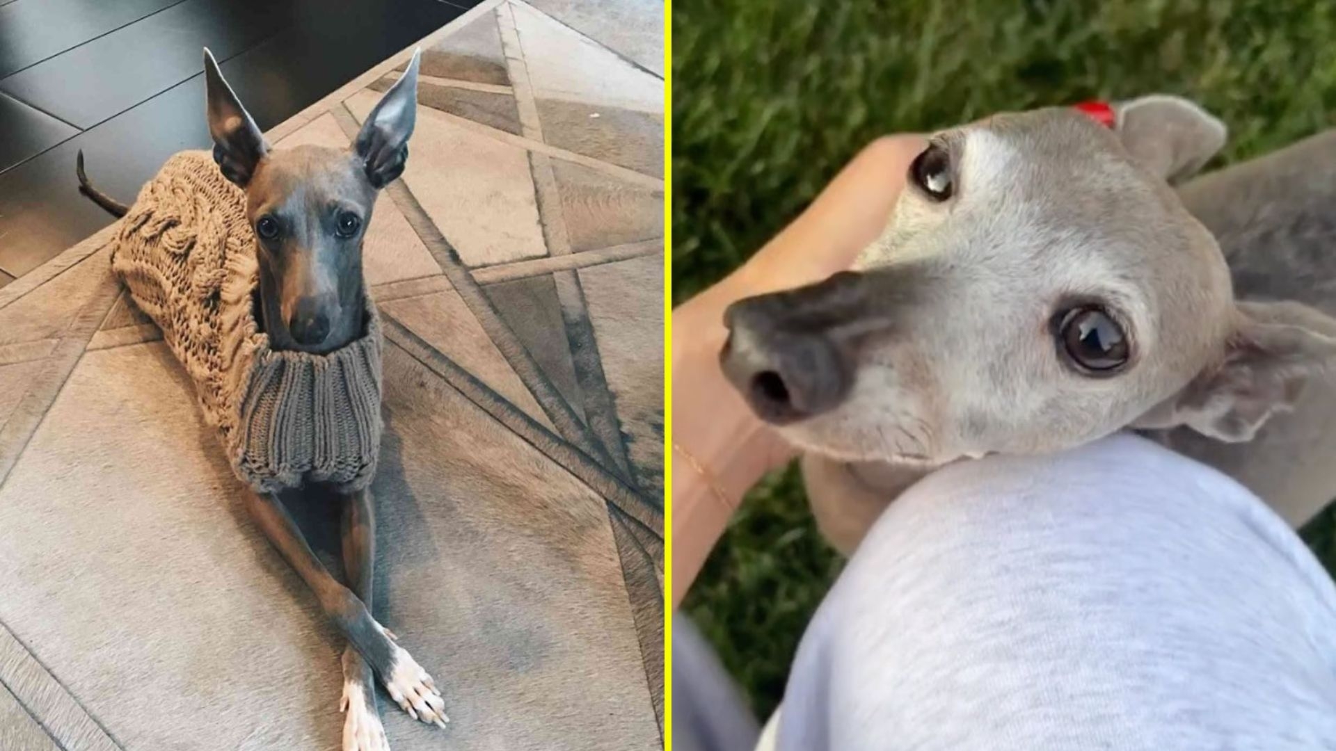 Norman, el galgo de Kylie Jenner / Instagram
