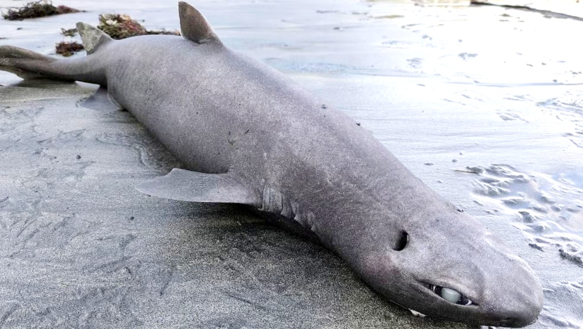 Foto: EFE/Luis Laria