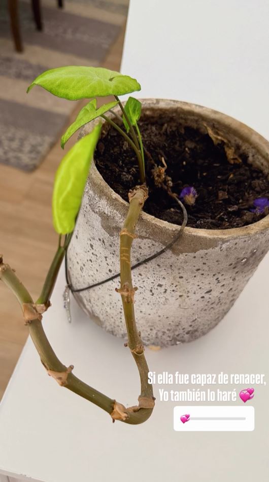 Historia de Instagram de @yamireyna.