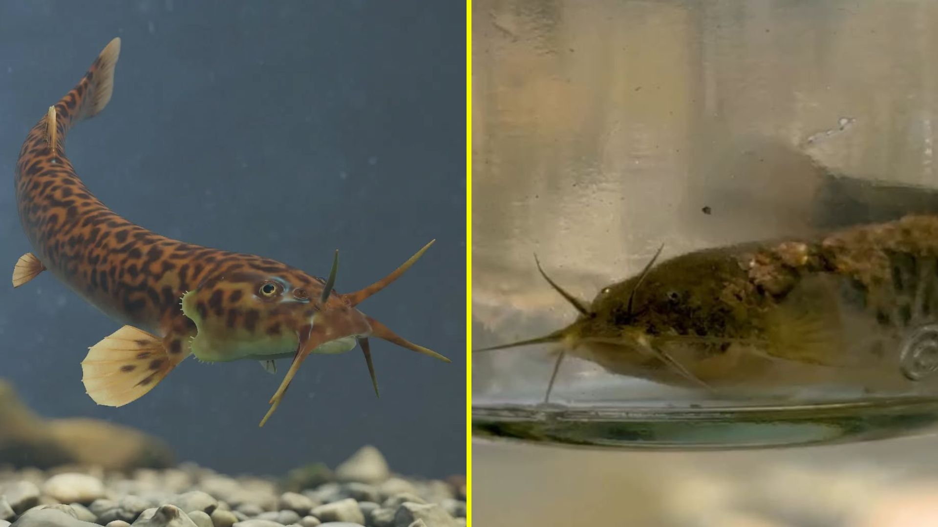 Ejemplar en 3D y ejemplar del Río Mapocho. / @francisco_hueichaleo y @benjaestibill