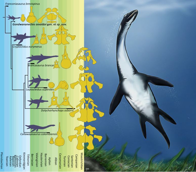 reconstrucción artística de Gondwananectes osvaldoi. / Papers in Paleontology, Vol. 12, Part 2.