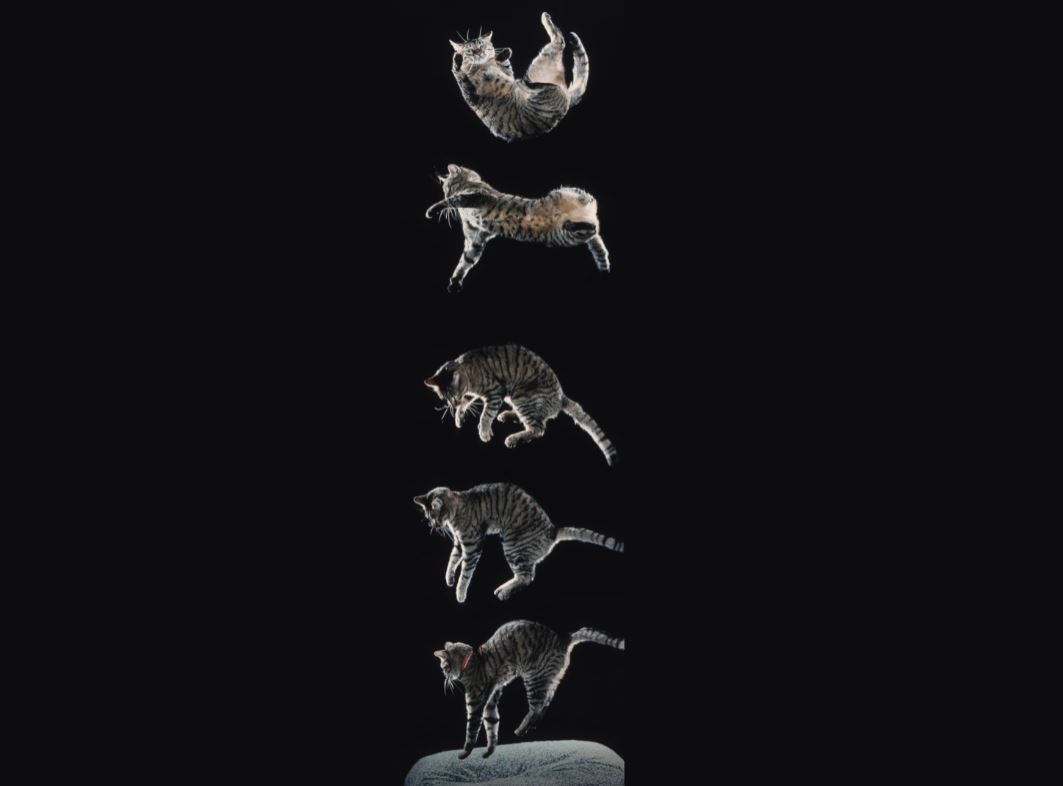 ¿Por qué los gatos CAEN siempre DE PIE? / @ZonaGatos.