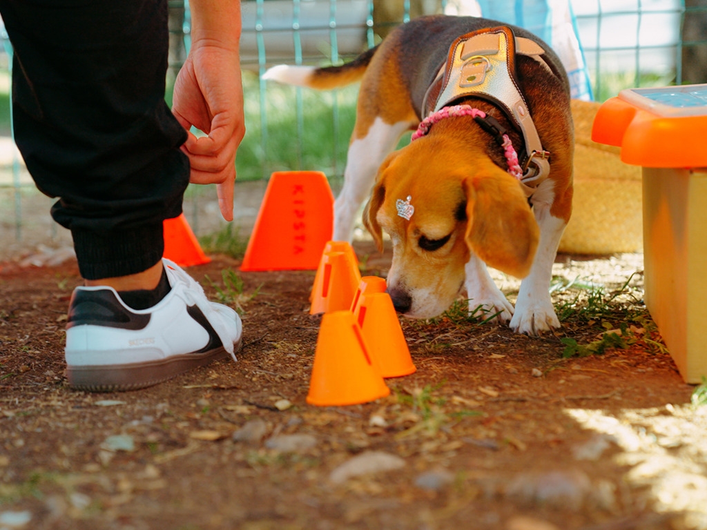Imágenes del GuauFest.