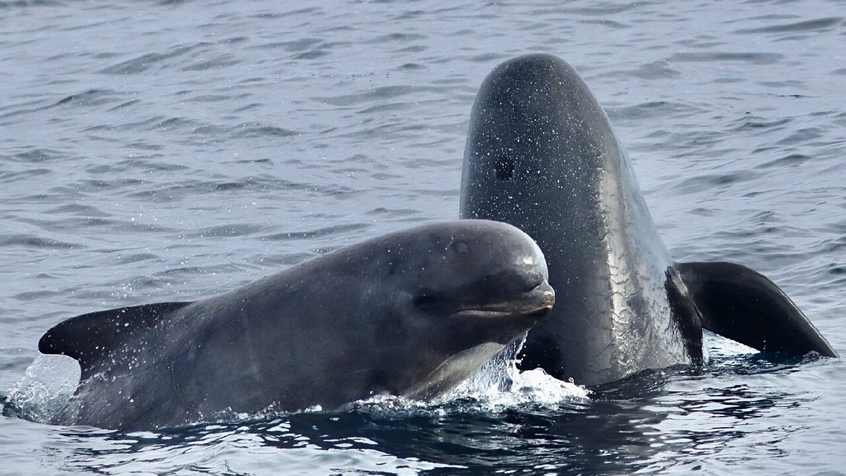 Ballena piloto en las Islas Chatham