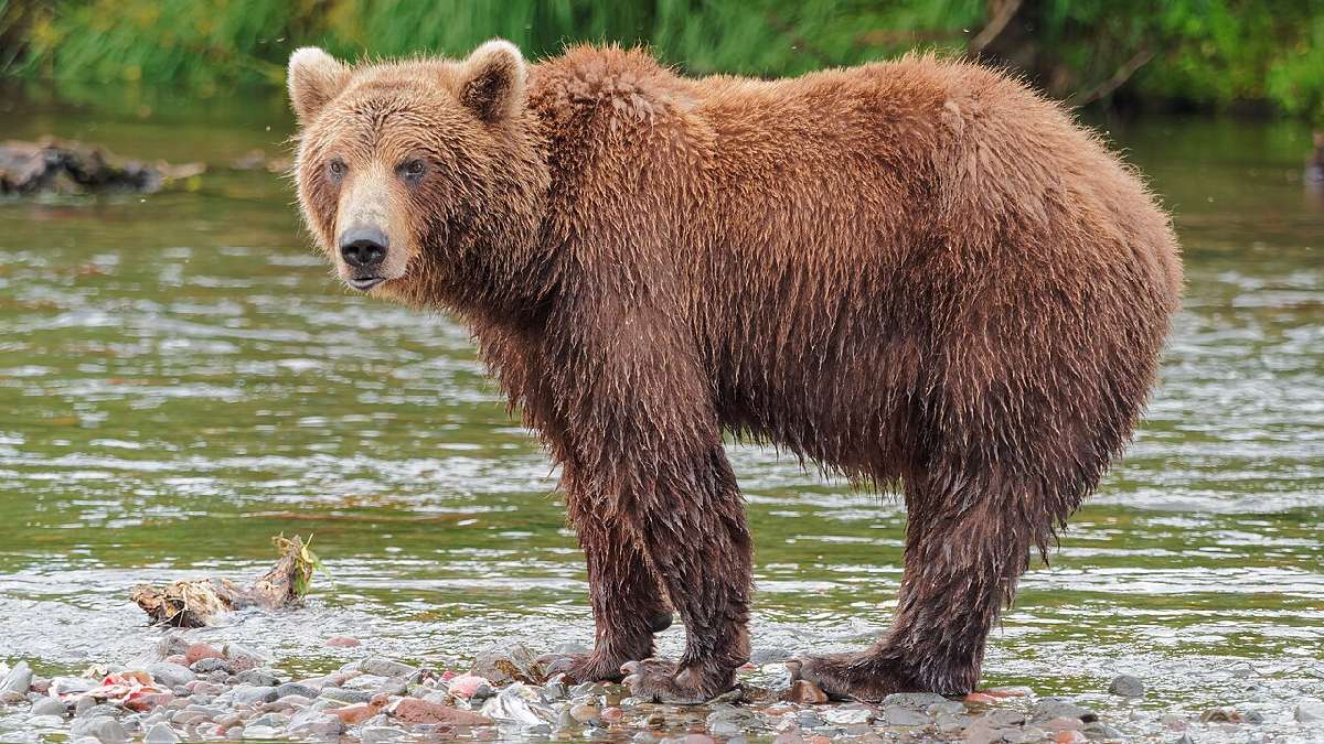 Oso grizzly en Alaska, base Elmendorf-Richardson