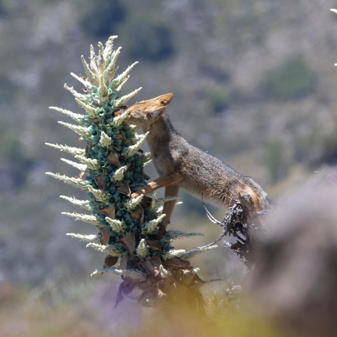 Instagram: @bernardosegurafoto