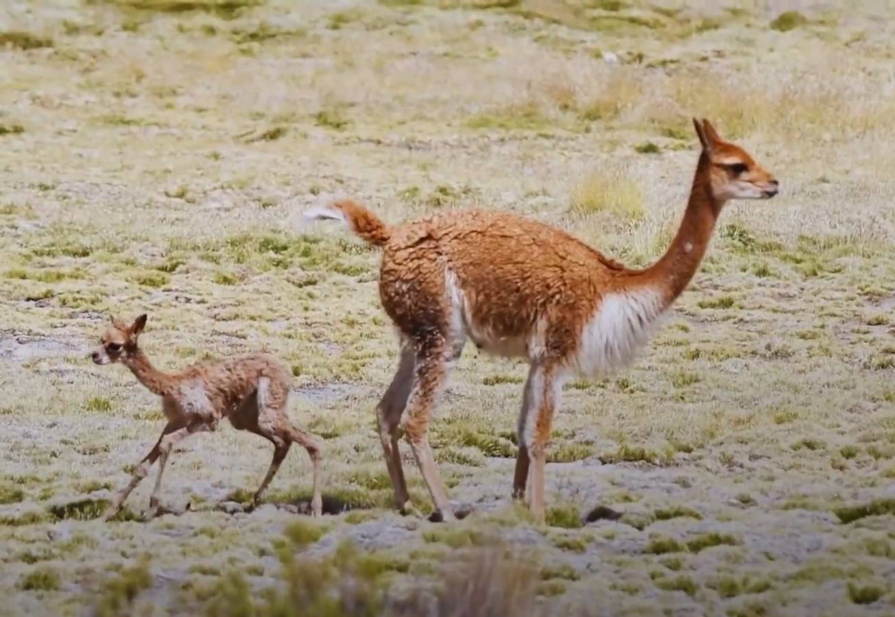 Conaf | Andrés Huanca